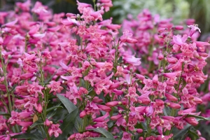 Penstemon 'Pink Pearls' New 2025